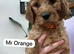 READY TO LEAVE Irish Doodle Puppies