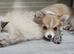 Apple head chihuahua female puppy