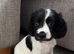 Beautiful Cocker Spaniel Puppy