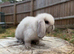 Harlequin mini lop babies