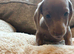Miniature dachshunds for sale