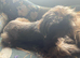 Stud only Imperial Lilac Dobie Shih Tzu Stud