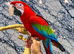Friendly Super Tame Talking Greenwing Macaw Parrot,6