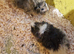 Male & Female guinea pigs available now