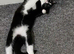 9 month old kitten