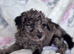 Beautiful mini /toy poodle mix puppies