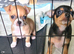 One boy Chihuahua & one girl Chihuahua left