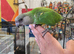Stunning, Hand-Reared Baby Senegal Parrot – Super Friendly & Ready Now!