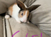 Baby lops ready for there forever homes 21st may