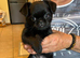 Female short coat Brussels Griffon
