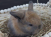 READY TO RESERVE Stunning Mini Lop Bunnies