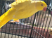 Yellow male lutina ring nick with cag