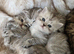 Persian kittens 1 silver girl , 3 silver boys, 2 golden boys