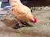 Lemon Sadleboot Millefleur Booted Bantam