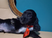 Only 1 gorgeous kc Cocker spaniel puppy left