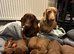 CHOCOLATE & TAN DACHSHUND PUPPIES