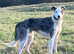 Collie x greyhound stud
