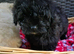 Pomapoo F1b Puppies,Absolutely Beautiful. Very Rare