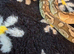 Proven, RTB and adult royal pythons** 300 if gone today only **