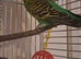 Sweet and Mature Normal Green Female Budgie Seeking a Loving Home
