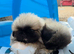 Stunning kc reg pekingese puppies