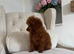 Asian toy poodle boy