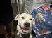 American bull dog / Staffordshire bull terrier