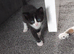 5 beautiful kittens looking for there forever homes