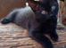 1 boy Melanistic Savannah kitten £200