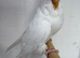 Double Factor Spangle Hen