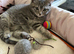 British Shorthair X Ragdoll Kitten