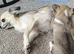 Chihuahua girl