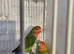 2 pair of lovebirds