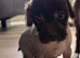 Crestepoo puppies (hairless)