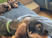 Gorgeous KC Registered Boy Wirehaired Dachshund Puppy