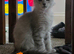 Ready Immediately. TICA Black Silver Maine Coons