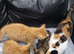 3 cute kittens limited time offer