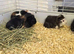 Young Male Guinea Pigs