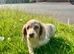 Beautiful Female Lilac Pied Long-Haired Dachshund Puppy