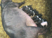 Saddleback cross weaners