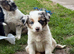 Beautiful Border Collie puppies for sale