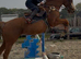 Pony club / teens horse