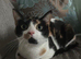Cat for rehoming