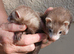 GENUINE MICRO FERRETS