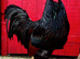 GOLD LACED BARNEVELDER HATCHING WGGS