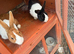 Rabbits pair