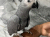 Friendly Male Baby HandReared Super Tame African Grey Parrot,25