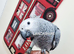 Hand reared baby African grey