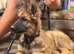 German sheppard pup
