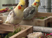 Beautiful cockatiel for sale